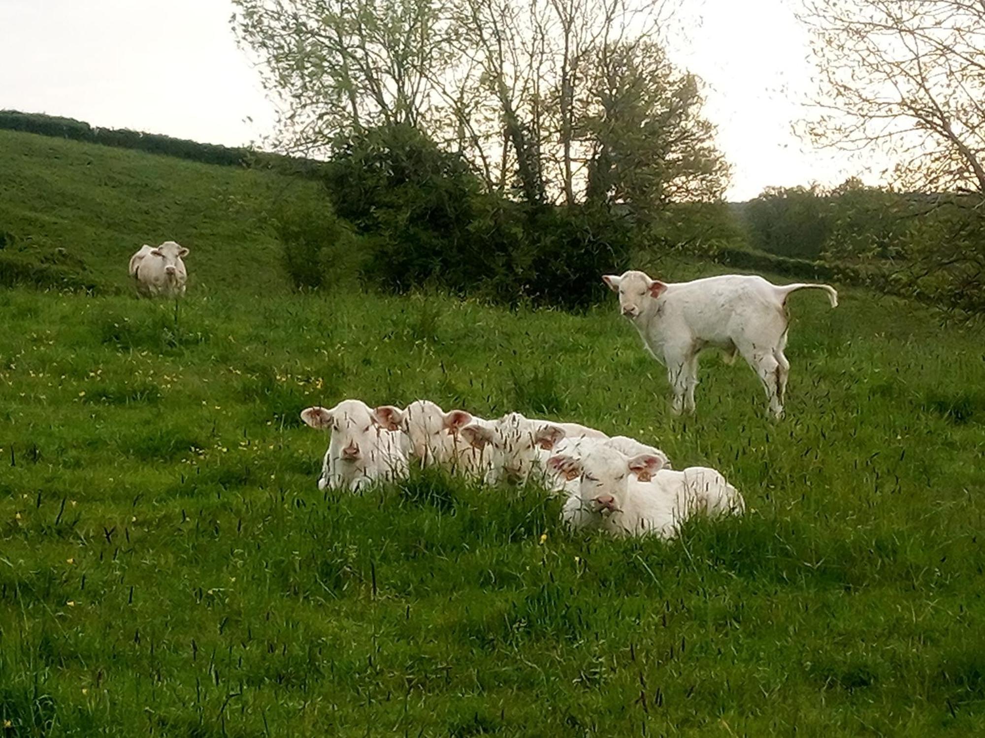 Gite A La Ferme Le Rousset Zewnętrze zdjęcie
