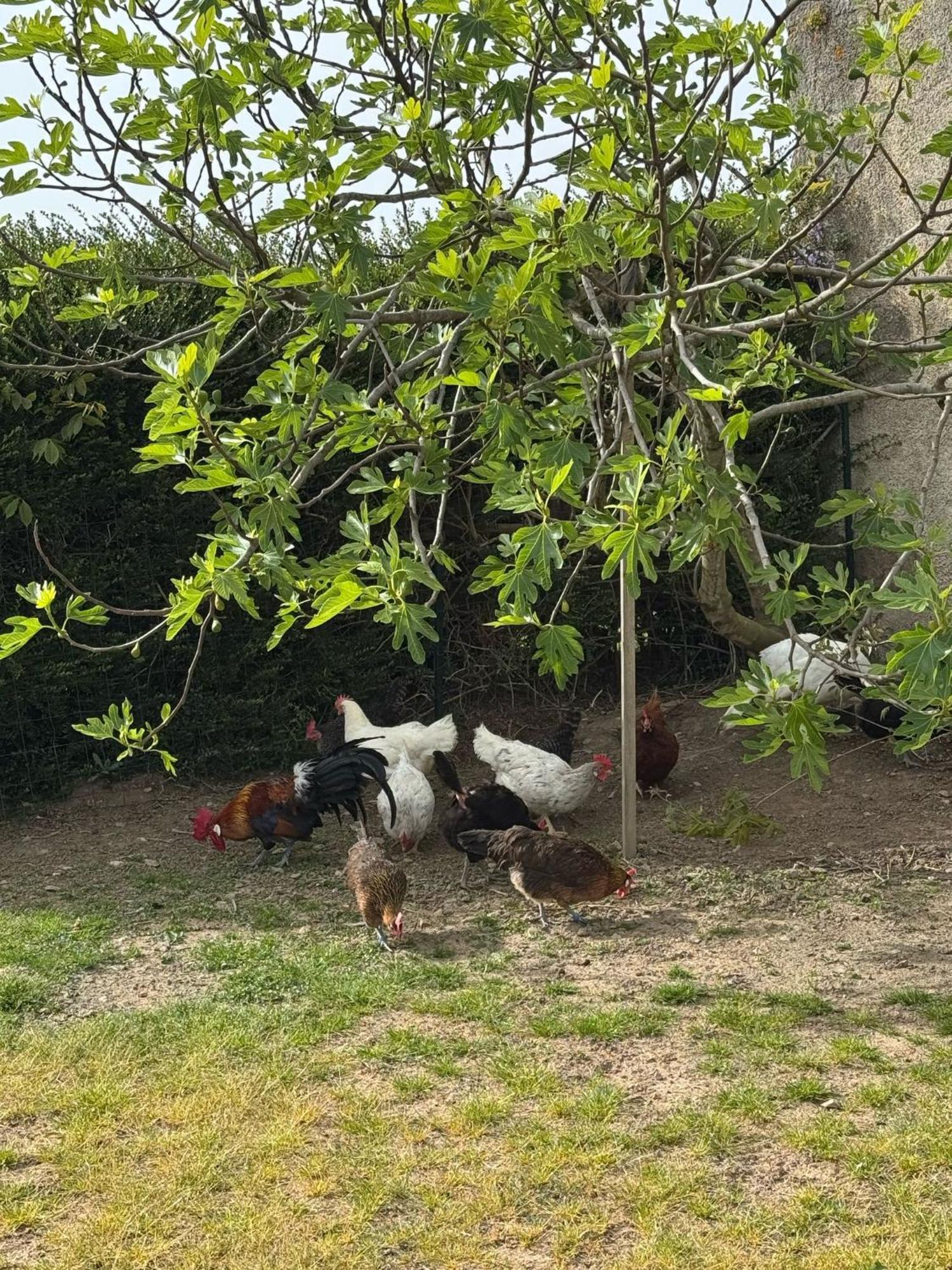Gite A La Ferme Le Rousset Zewnętrze zdjęcie
